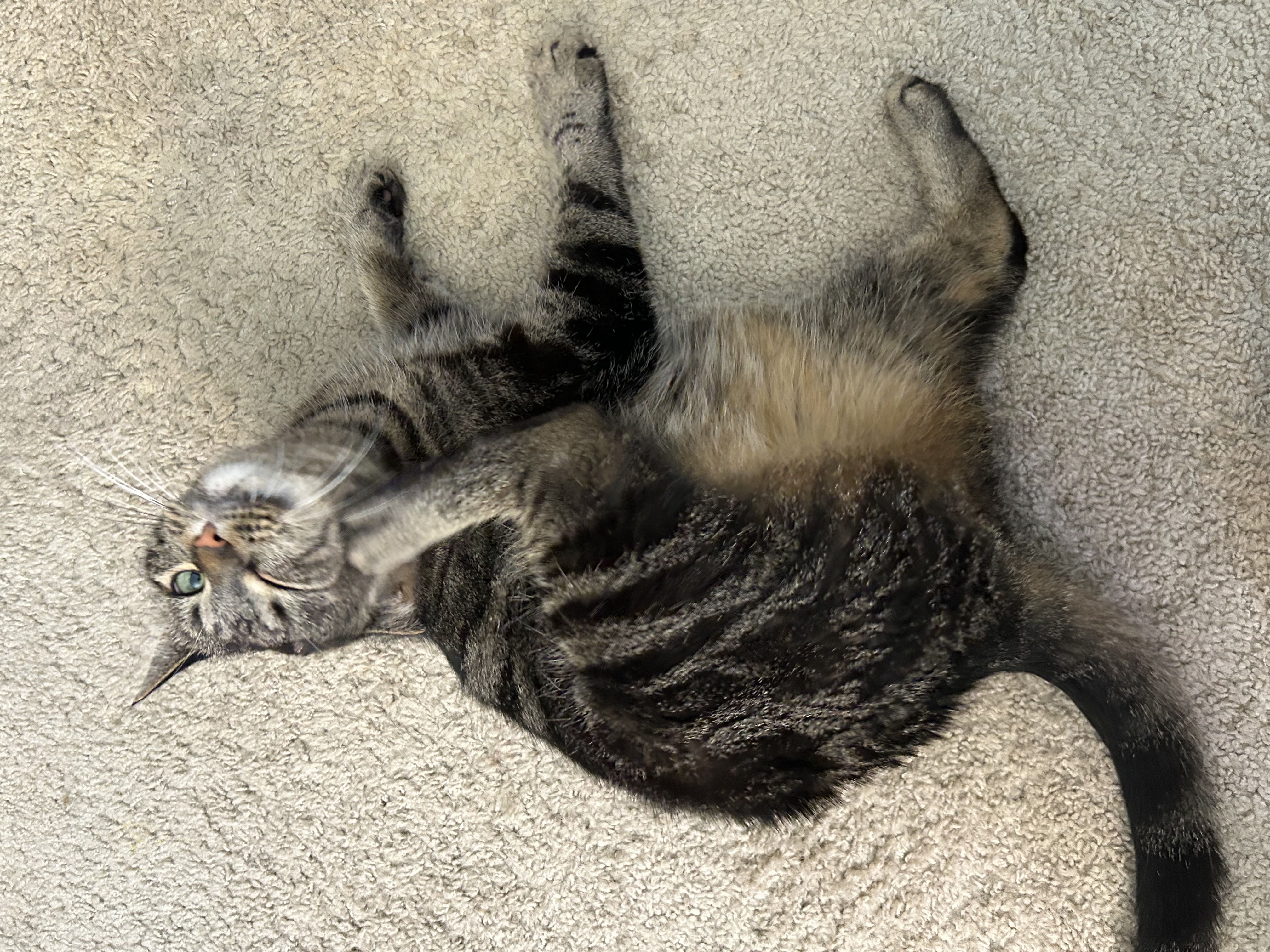 Charlie scratching