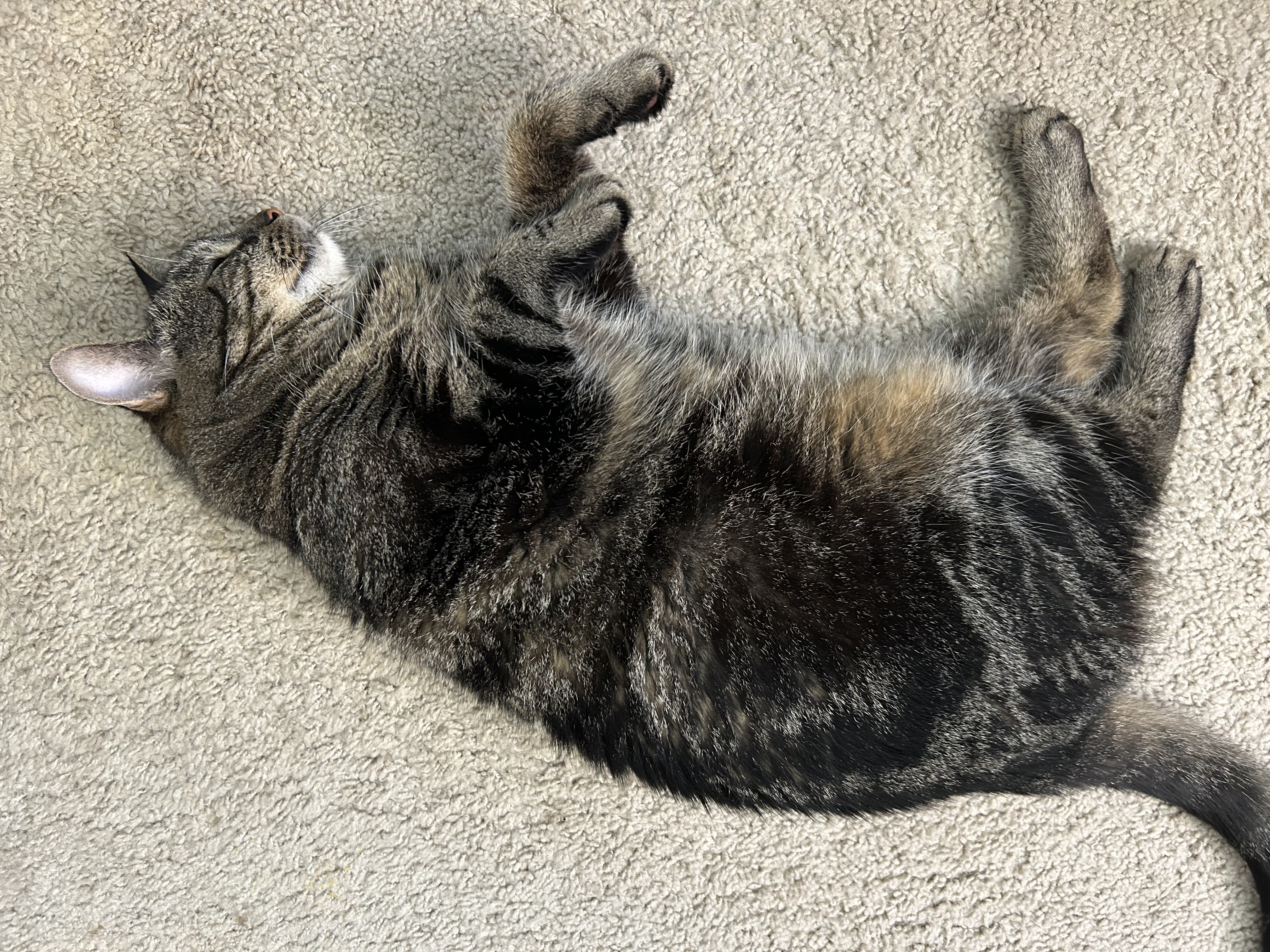 Charlie resting