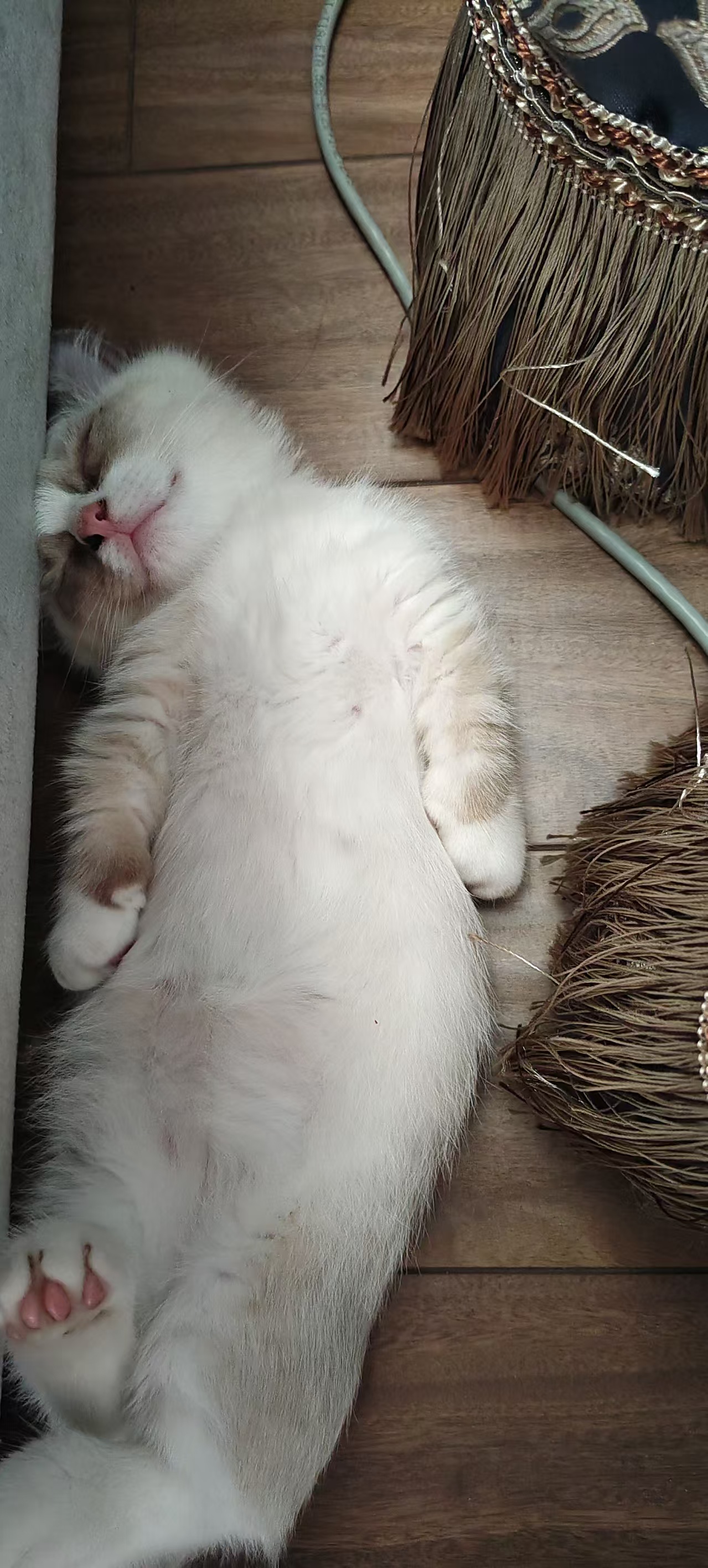 Mimi photo