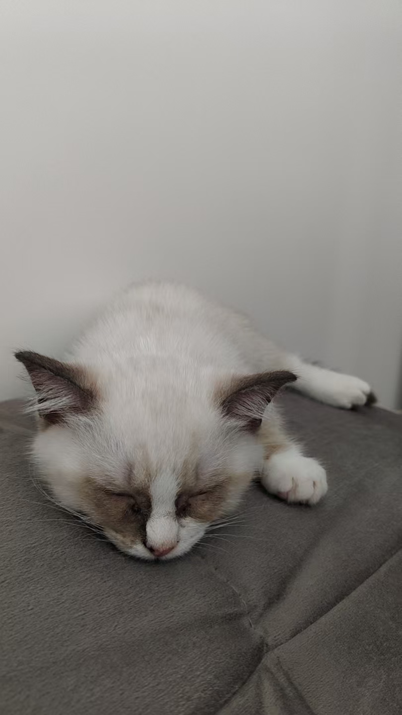 Mimi resting